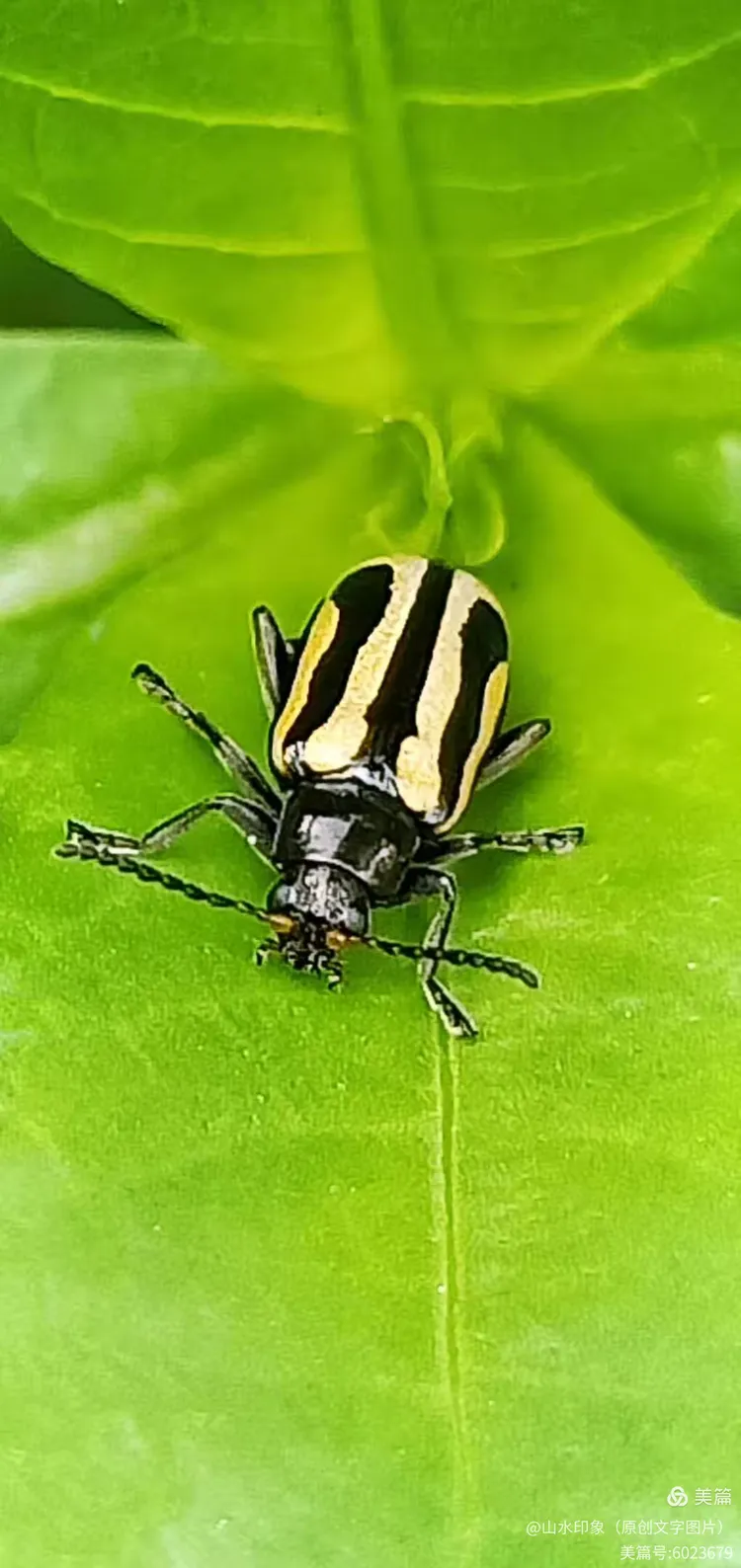 鞘翅目小跳甲虫